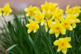 Comment avoir un jardin fleuri en hiver ?