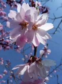 Un cerisier qui fleurit en hiver