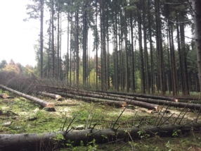 Exploitation forestière