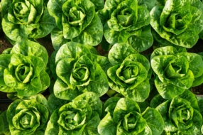 Maraîchage et transformation alimentaire