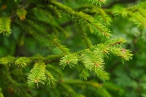 Vente de bois résineux
