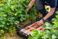 Article de ProActif SIS